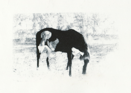 Pferd